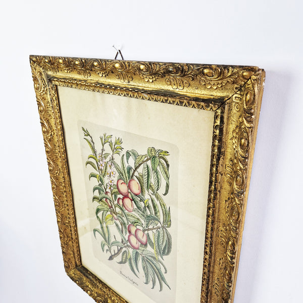Antique gilded frame with vintage print