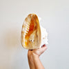 Vintage large seashell (Cassis cornuta)