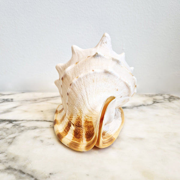 Vintage large seashell (Cassis cornuta)