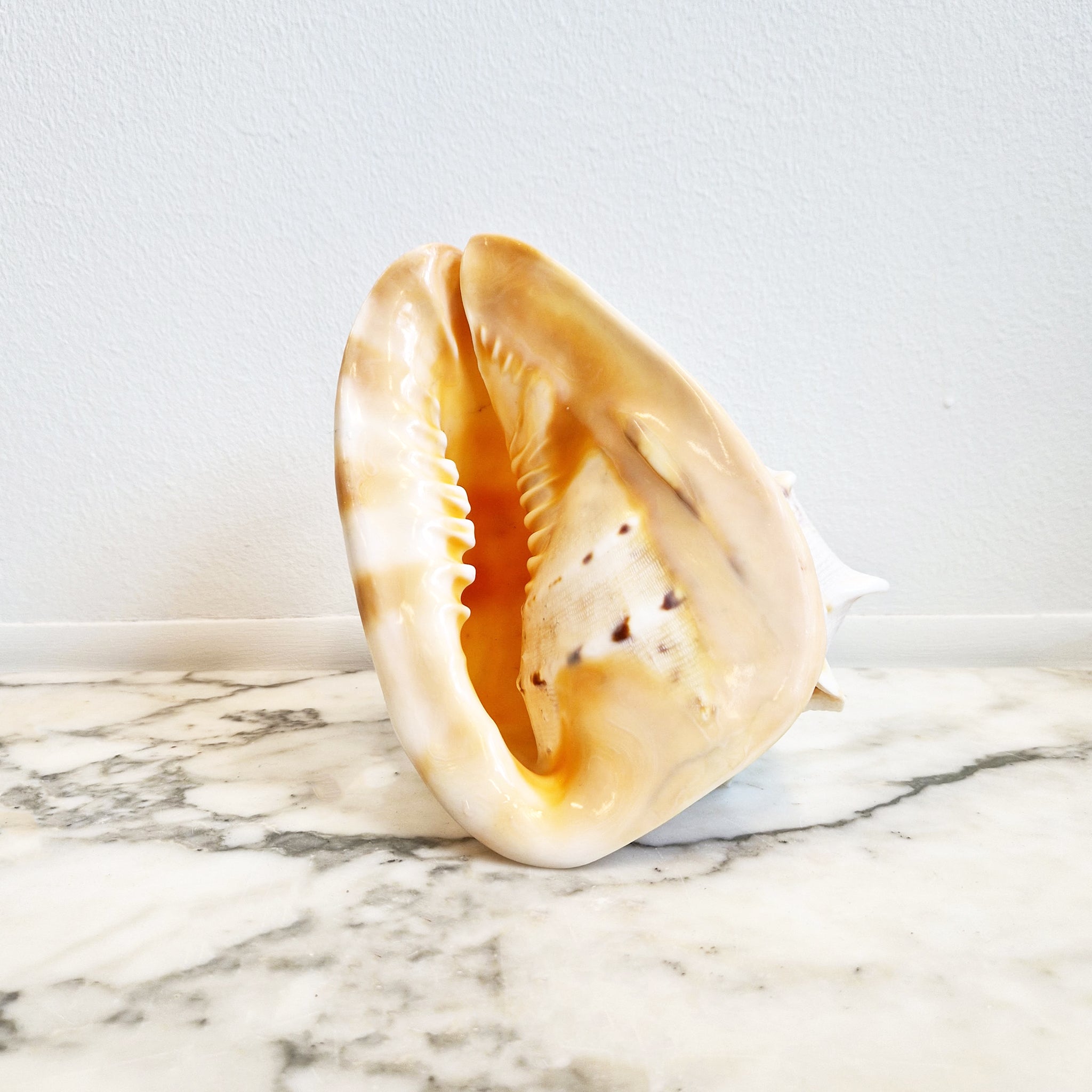 Vintage large seashell (Cassis cornuta)