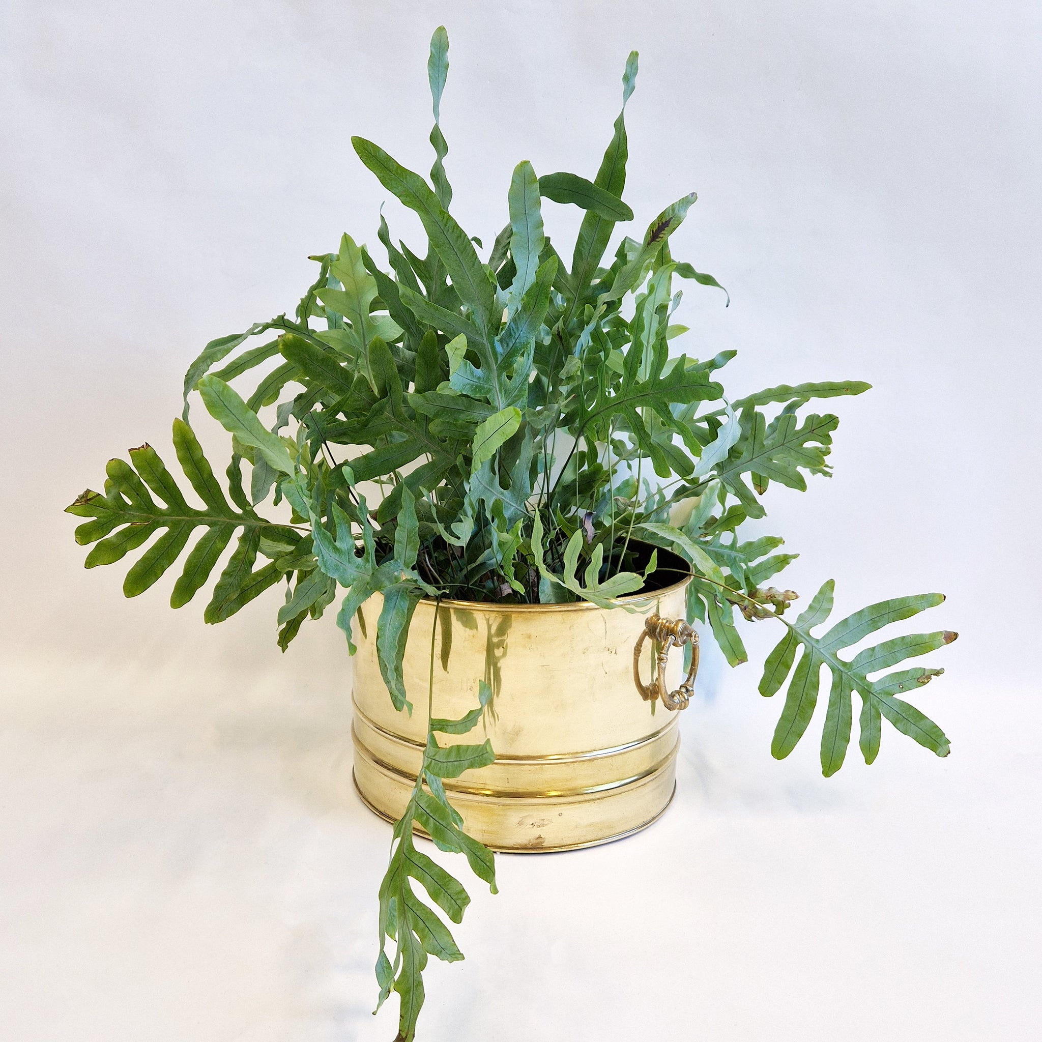 Vintage Italian brass planter