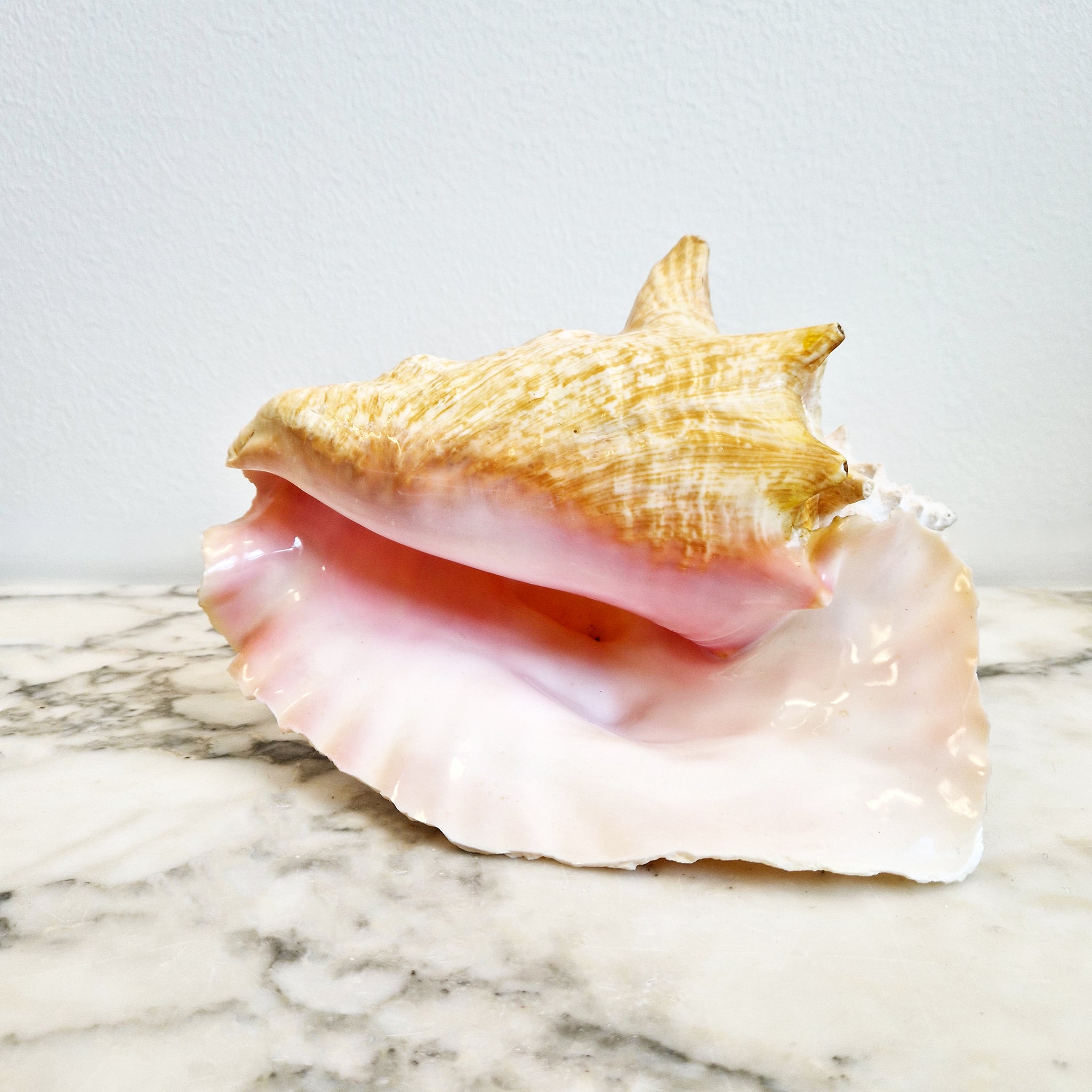 Vintage large seashell (Lobatus gigas)