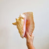 Vintage large seashell (Lobatus gigas)