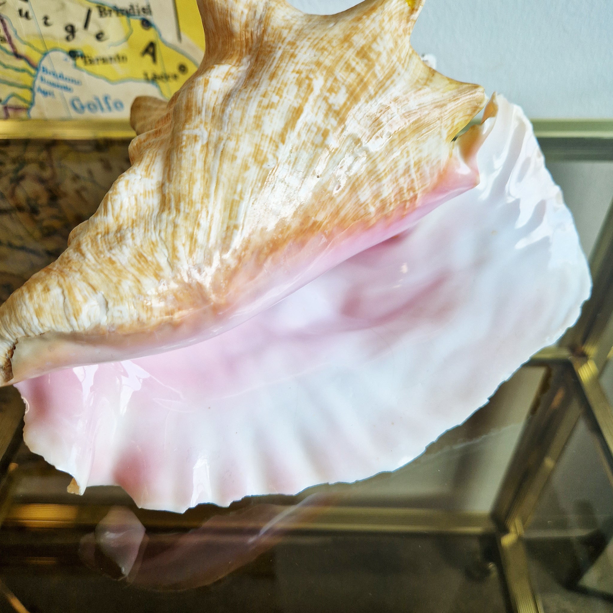 Vintage large seashell (Lobatus gigas)