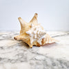 Vintage large seashell (Lobatus gigas)