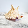 Vintage large seashell (Lobatus gigas)