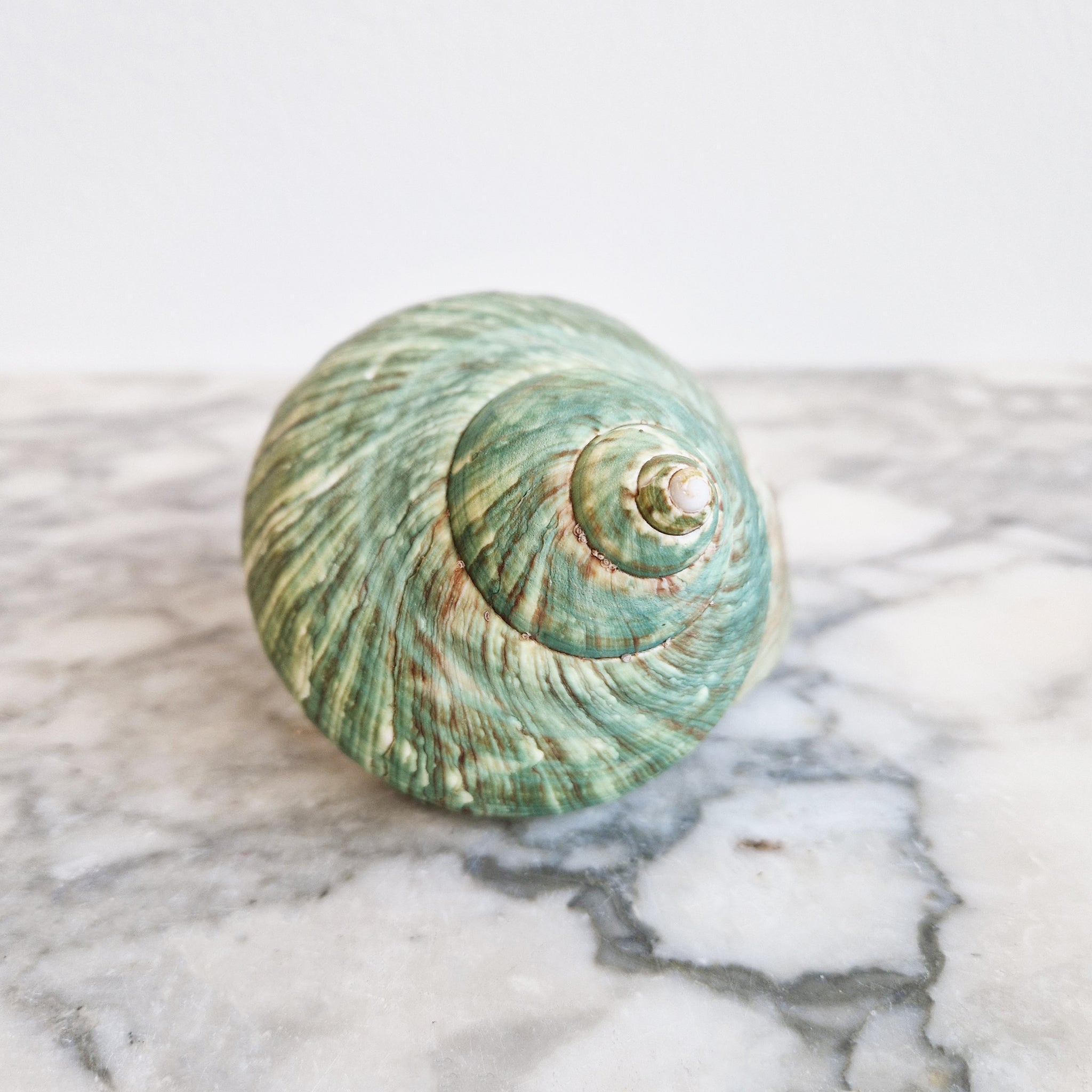 Vintage Turbo Imperialis seashell