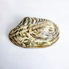 Vintage large decorative mussel shell