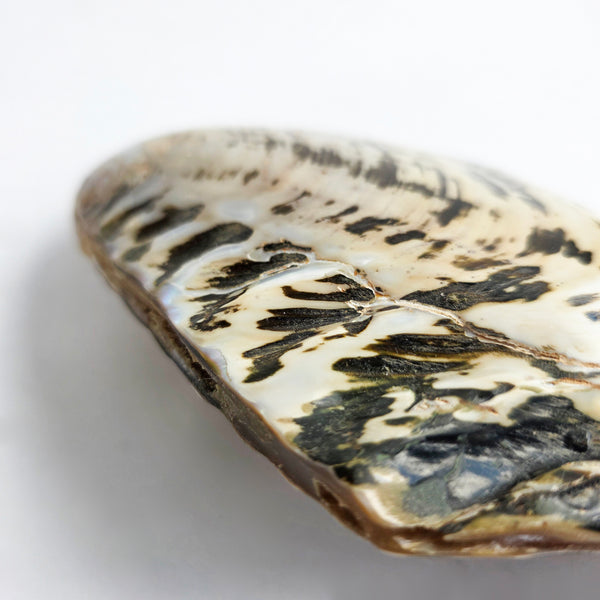 Vintage large decorative mussel shell