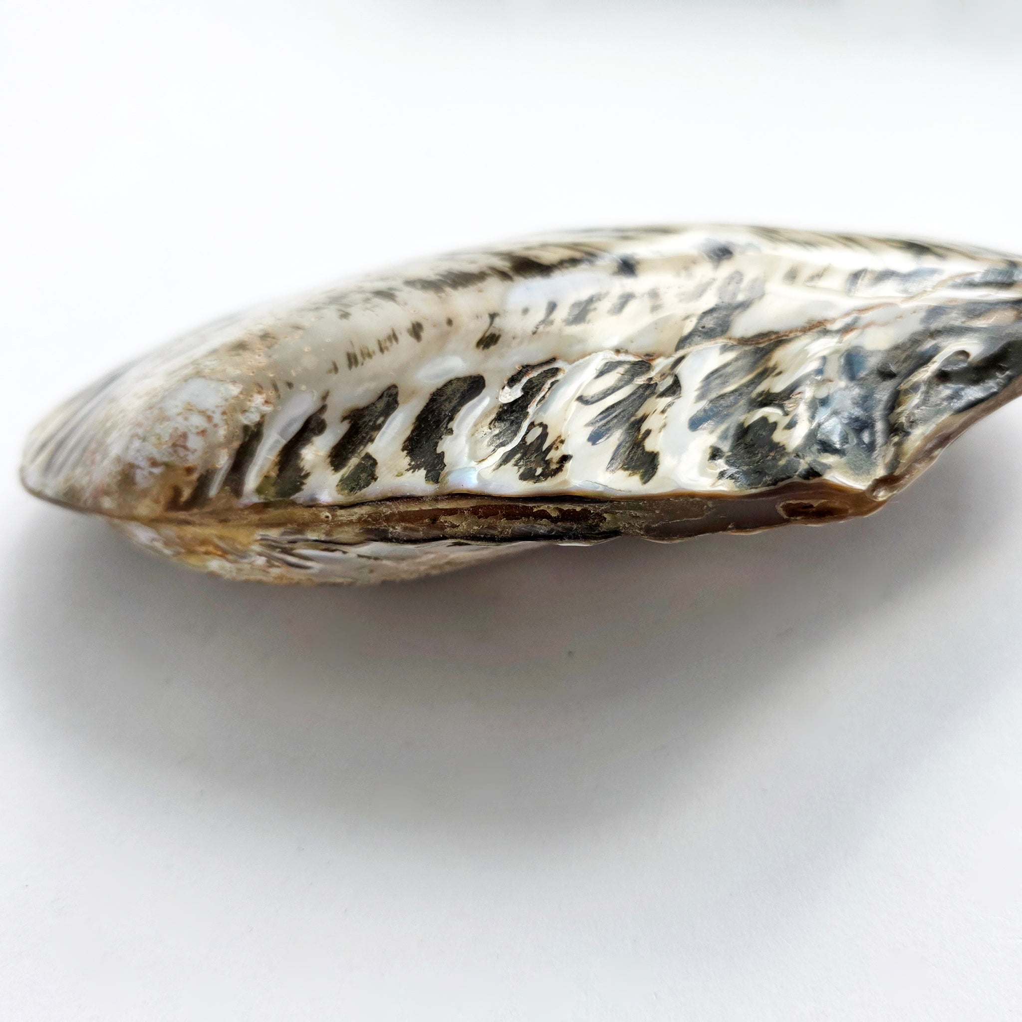 Vintage large decorative mussel shell