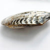 Vintage large decorative mussel shell