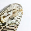Vintage large decorative mussel shell