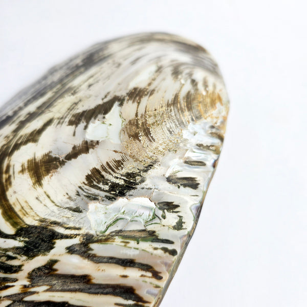 Vintage large decorative mussel shell