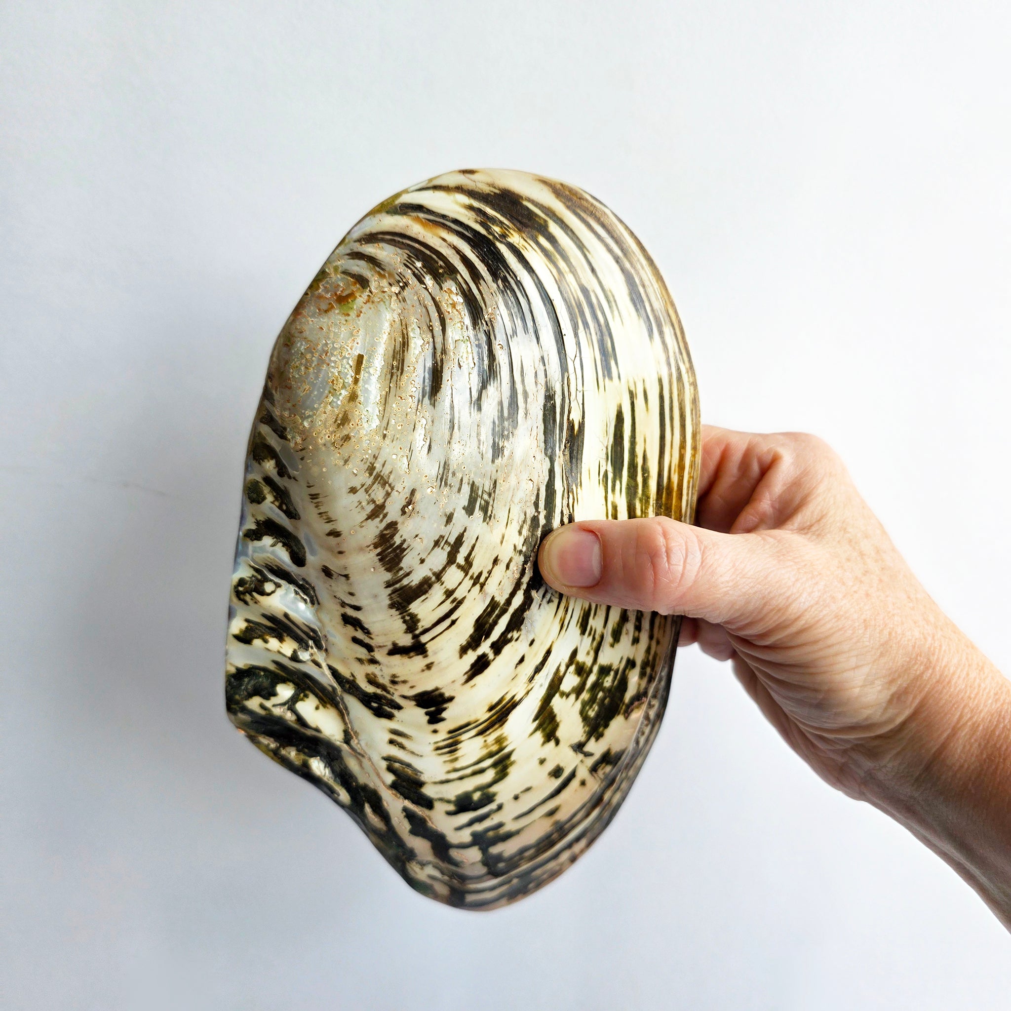 Vintage large decorative mussel shell
