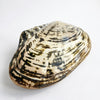 Vintage large decorative mussel shell