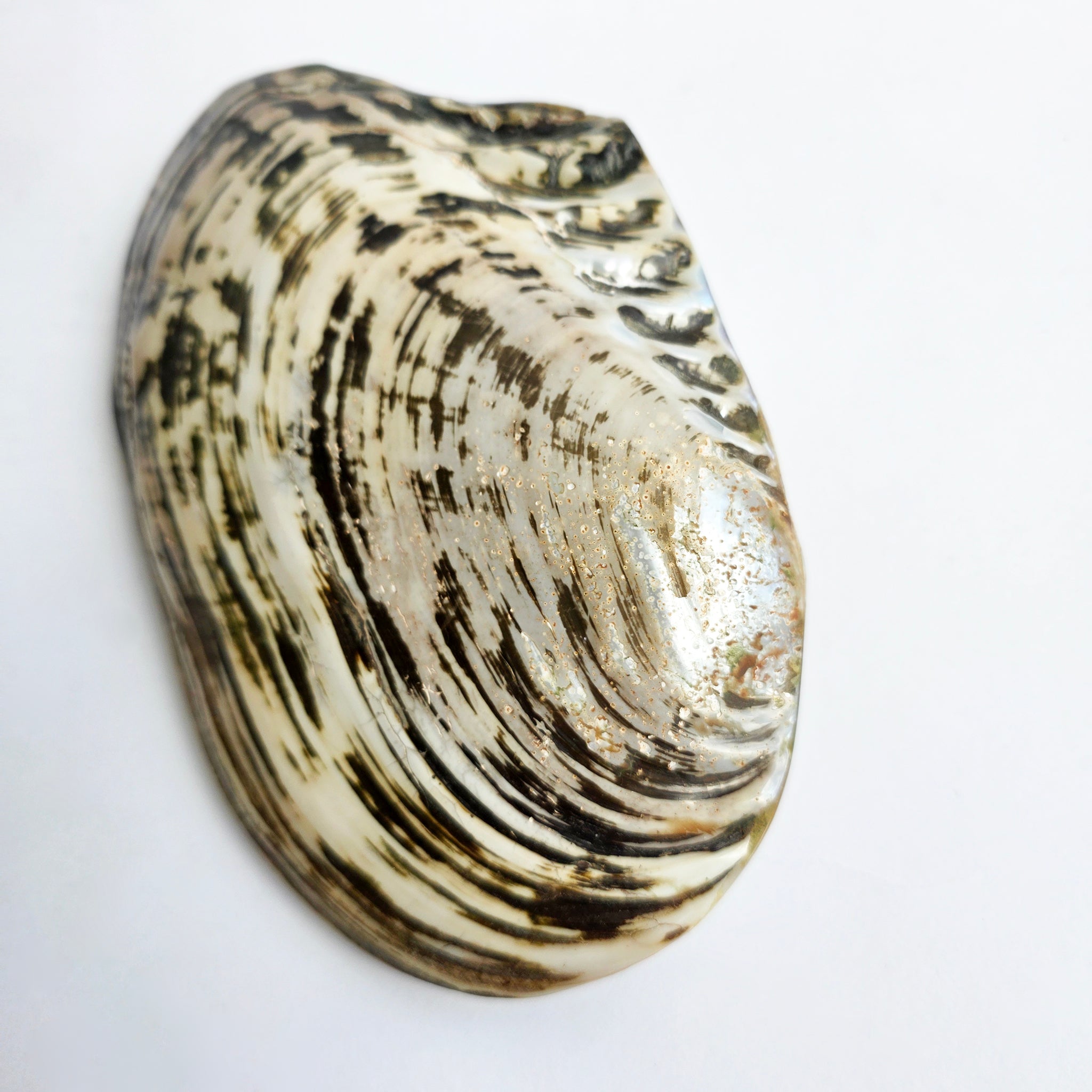 Vintage large decorative mussel shell