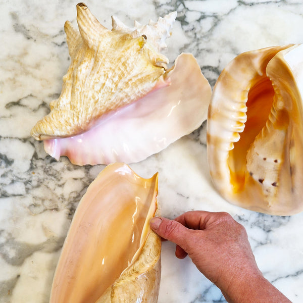 Vintage large seashell (Cassis cornuta)