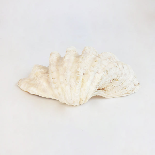 Vintage large seashell