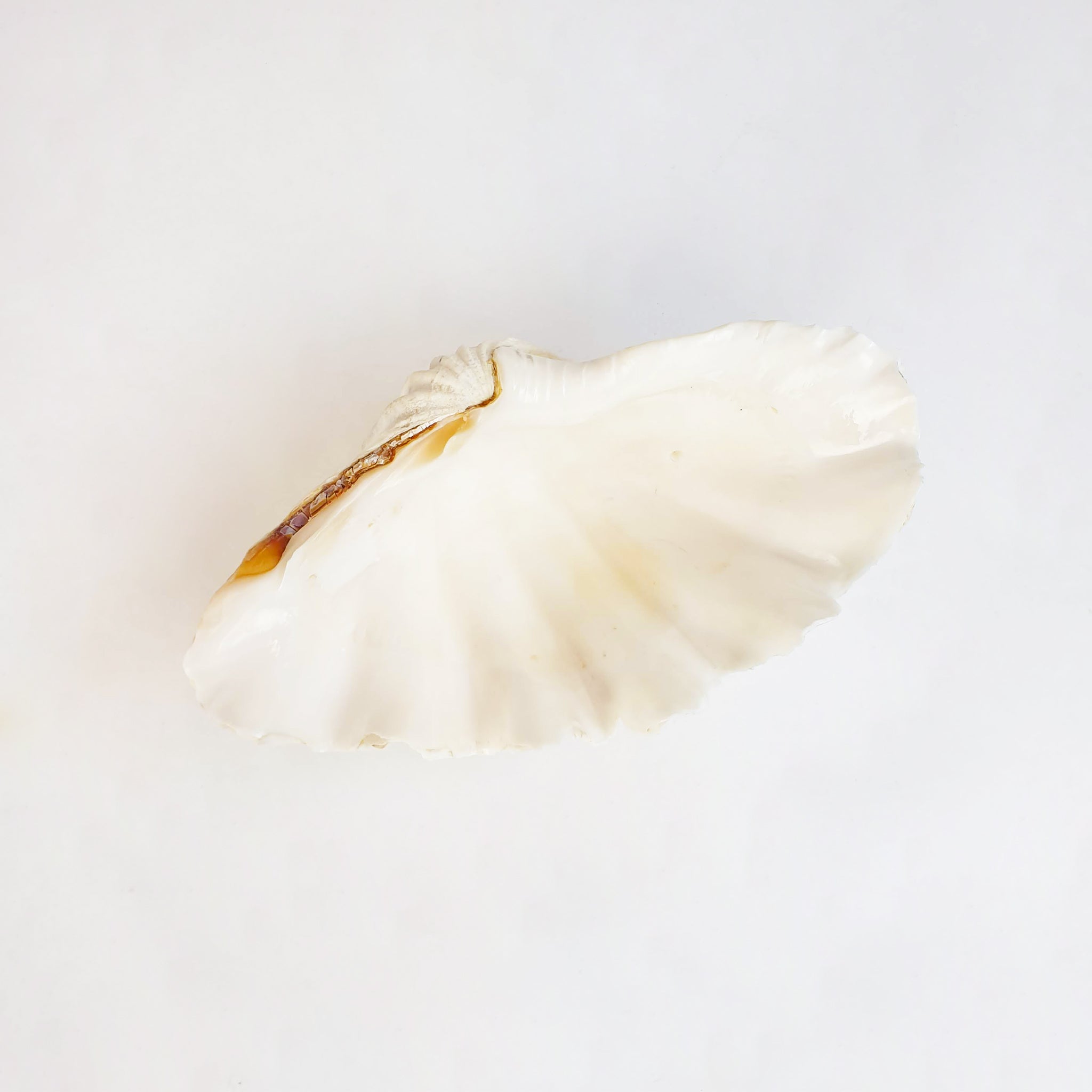 Vintage large seashell